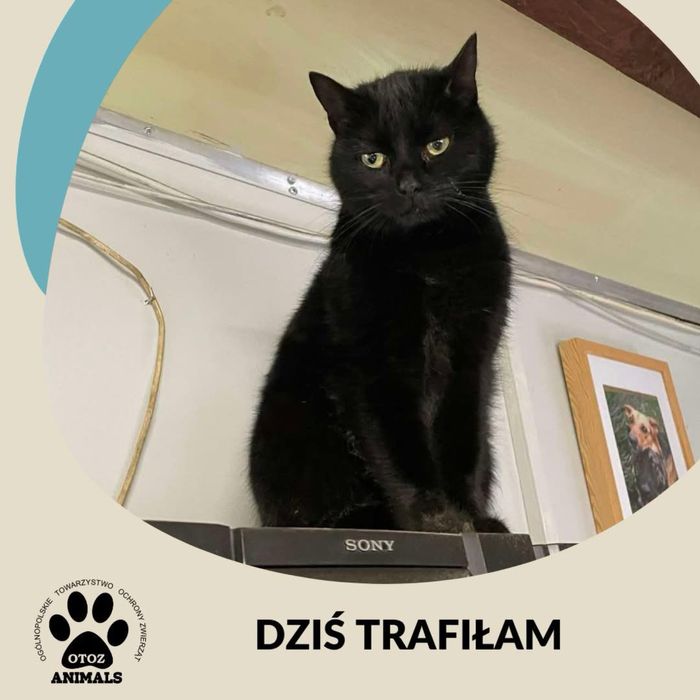 21.12.24  Czarna kotka znaleziona Wejherowo