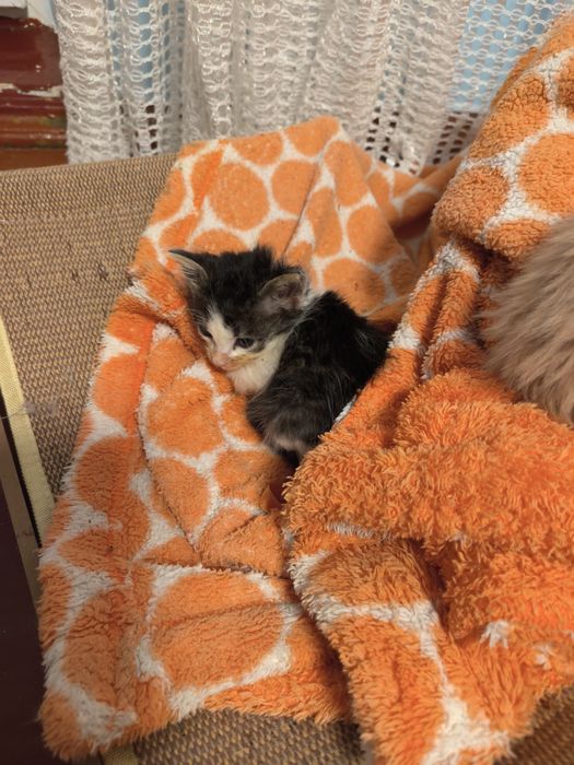 Котята в хорошую семью, 3 мальчика 1 девочка.