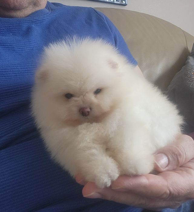 Szpic miniaturowy pomeranian