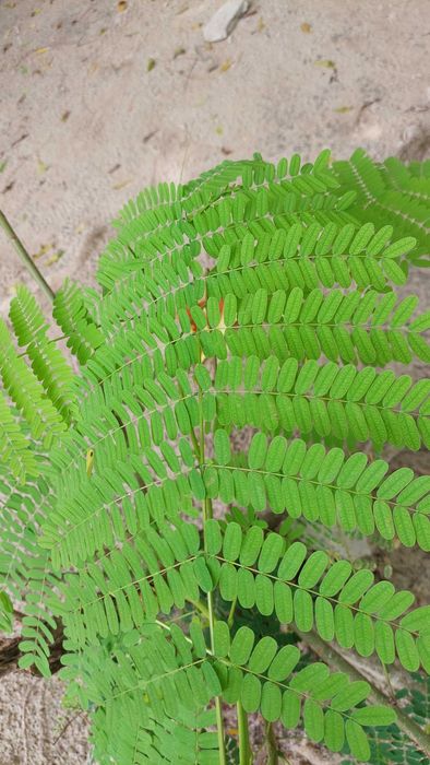 10 nasion Płomień Afryki, Delonix Regia