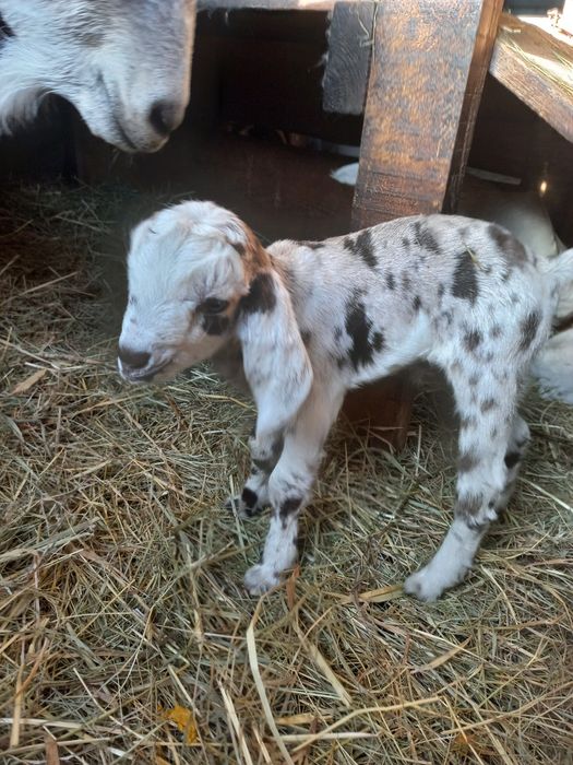 Цапики    % А Н породи