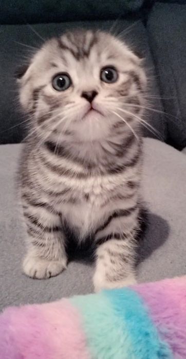 Macho Scottish fold