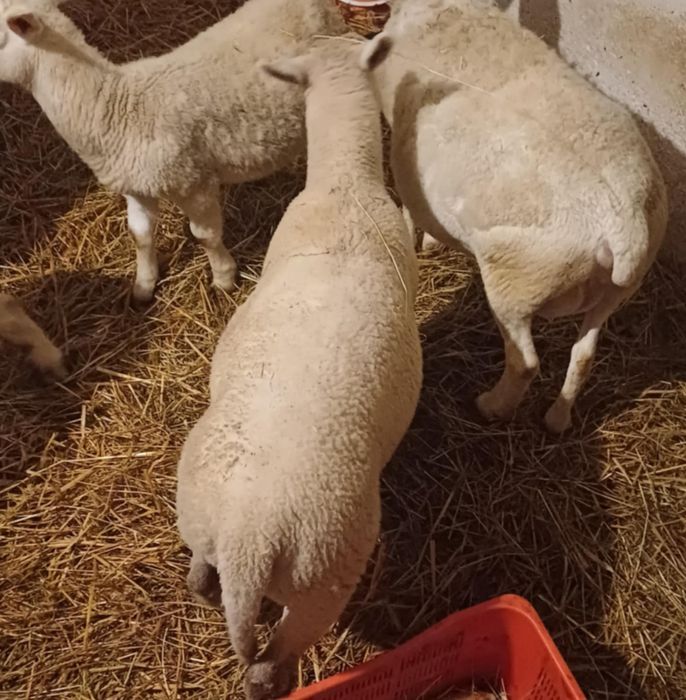 Baran nolan 3 miesięczny