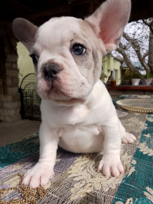 Цуценята французького бульдога
