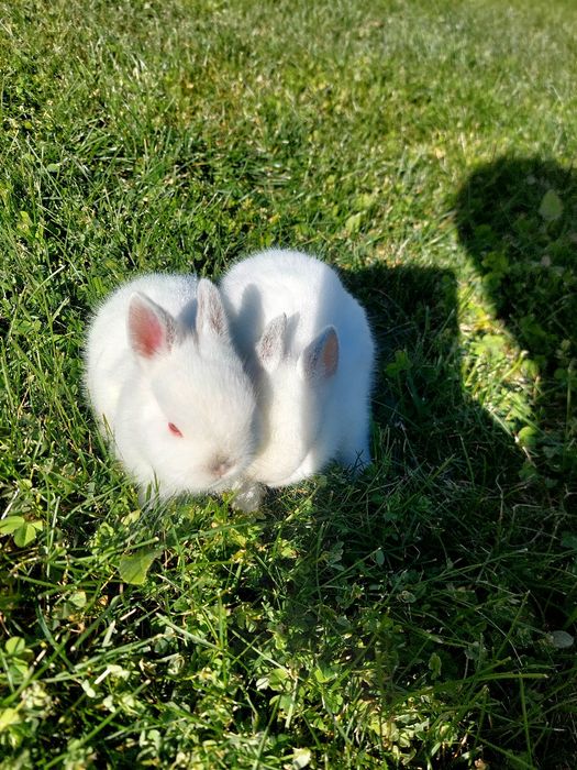 Coelhos anões bebés 1 mês