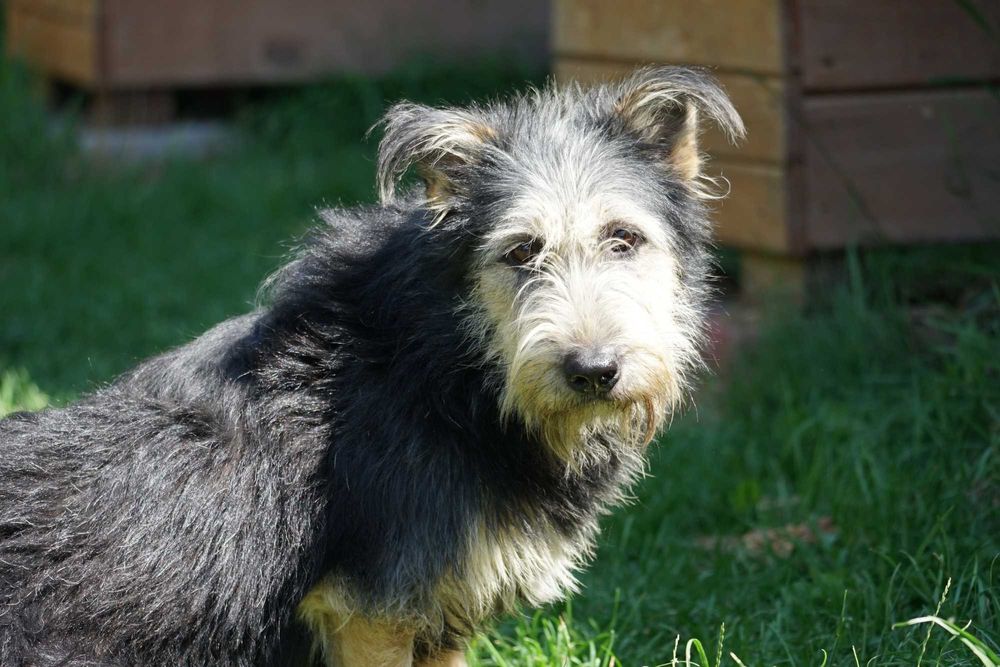 Sand - szorstkowłosy piesek szuka domu