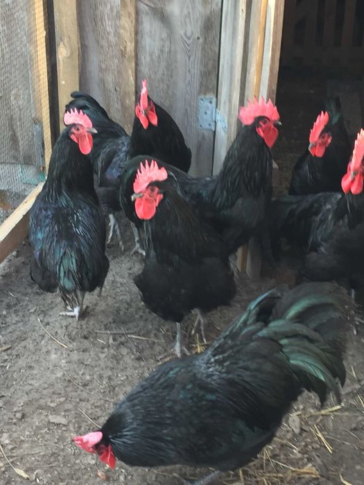 Jajka australorp czarny