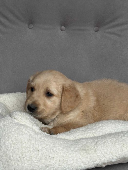 Pies Golden Retriever – złoty gotowy do odbioru