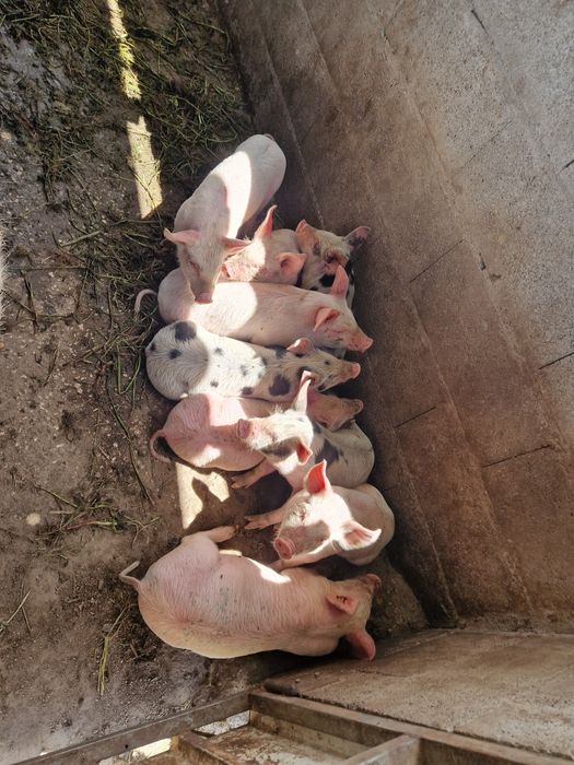 Leitoes para venda