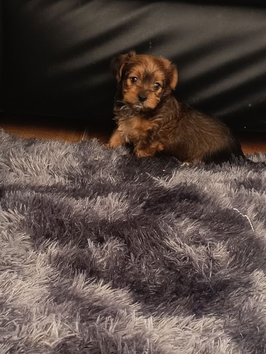 Yorkshire Terrier gold lindíssimo, vacinado e desparasitado
