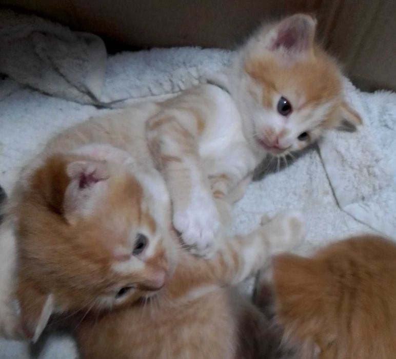 рыжие котята с голубыми глазками