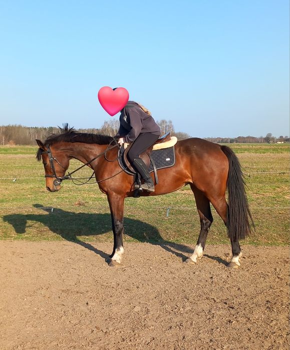 Klacz do hodowli i lekkiej rekreacji