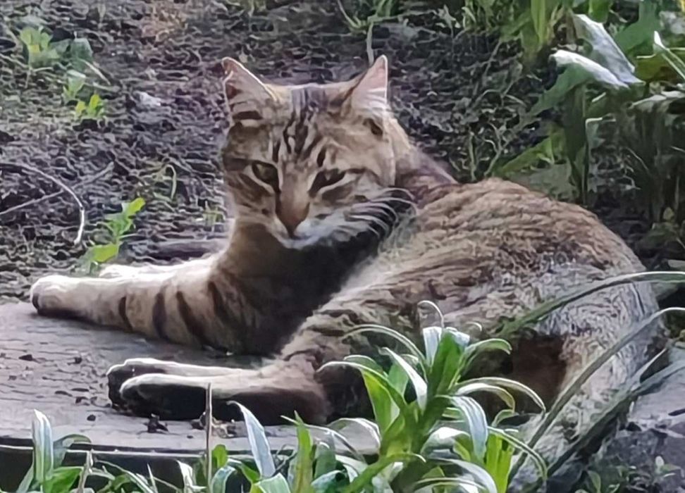 Ідеальна  кішечка муркотуха і цілувака в пошуках родини