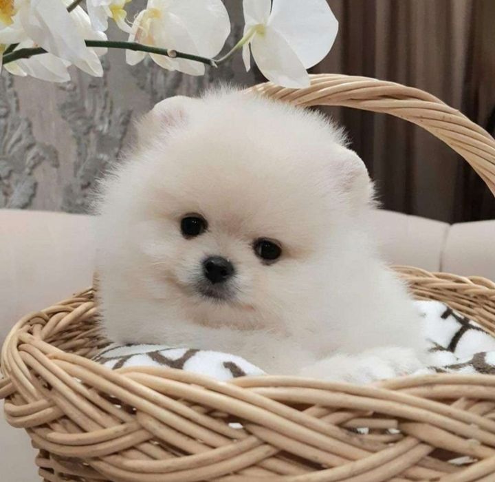 Шикарные мини шпицы