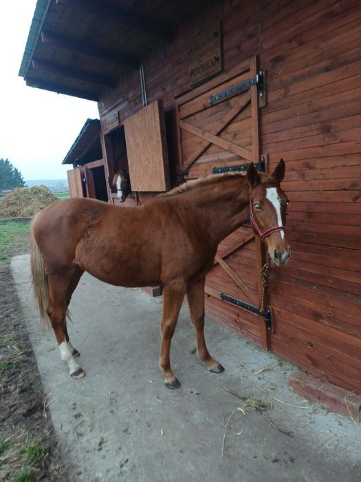Młoda klacz przyuczona do zaprzęgu