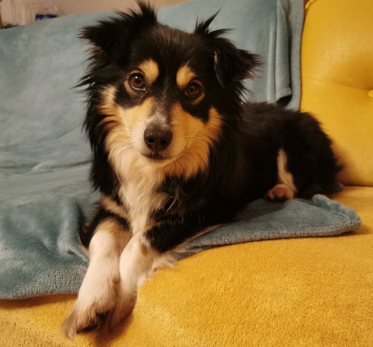 Mały łagodny psiak szuka domu