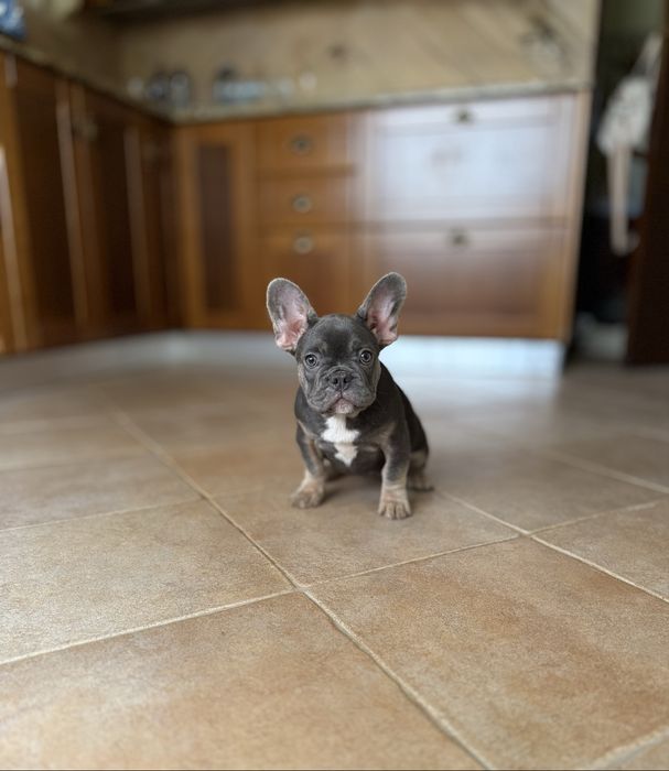 Excecional menina Bulldog/Bouledogue Francês de Qualidade