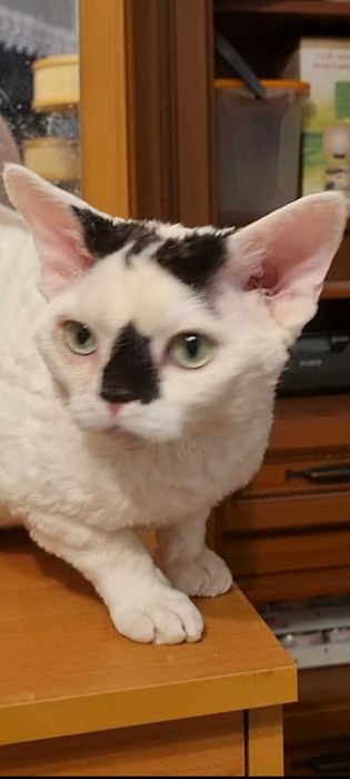 Kocięta  koty Devon Rex