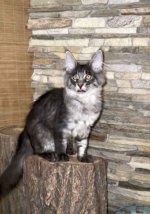 Мейн-кун хлопчик чорний таббі на сріблі