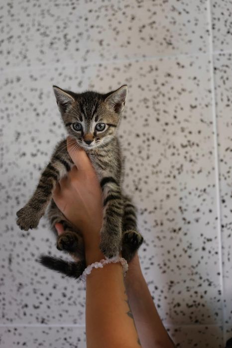 Do adopcji kociaki