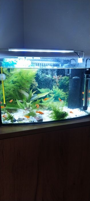 Mieczyki Hellera  20szt
