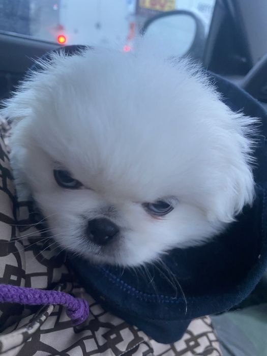 Королівські пекінеси білі