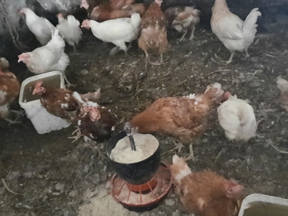 Kury nioski z jajkiem