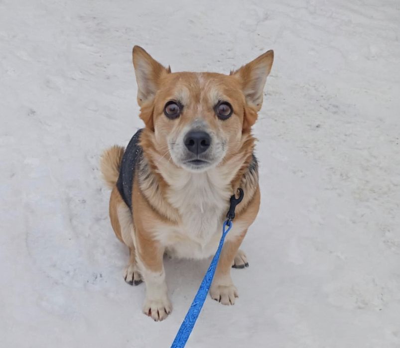 Malutka kochana suczka szuka domku.