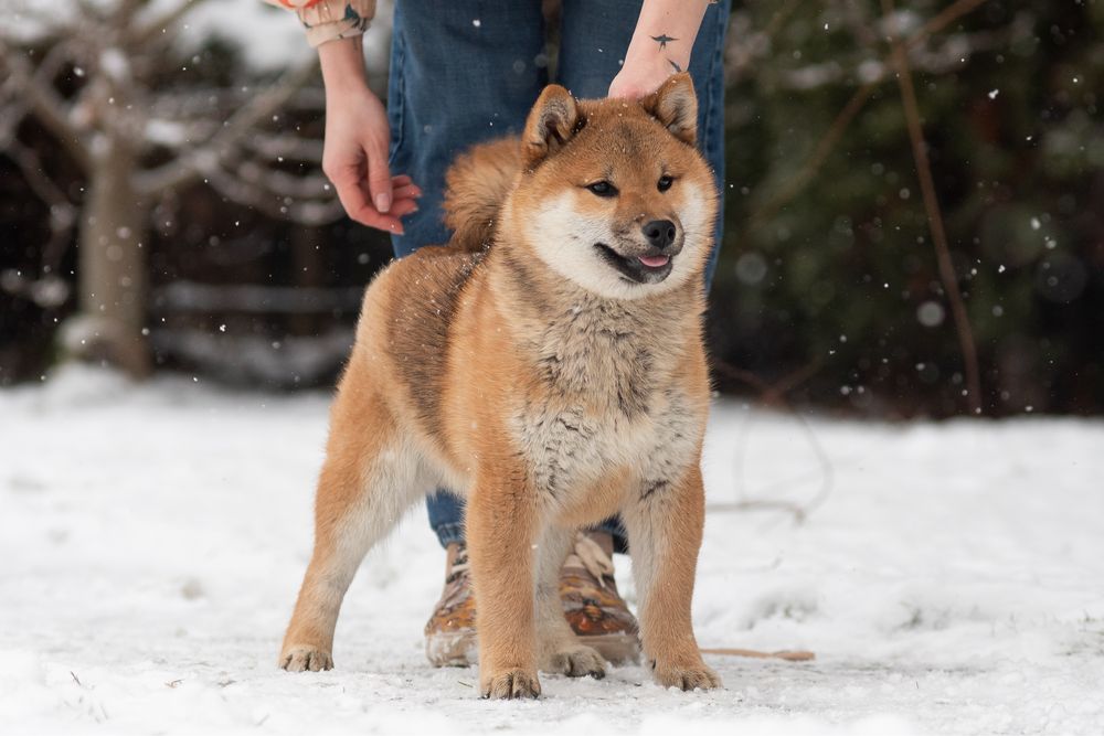 Красень шиба іну, сіба, shiba inu