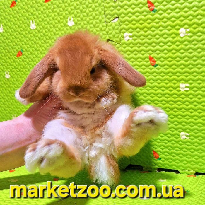 Чарівна кроленя породи Mini Lop шукає люблячий дім!карликовые кролики