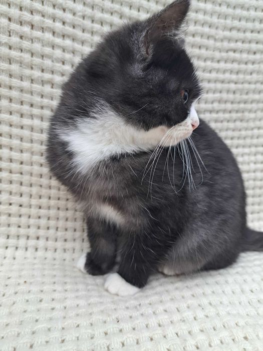 Котята пушистые красивые мальчики