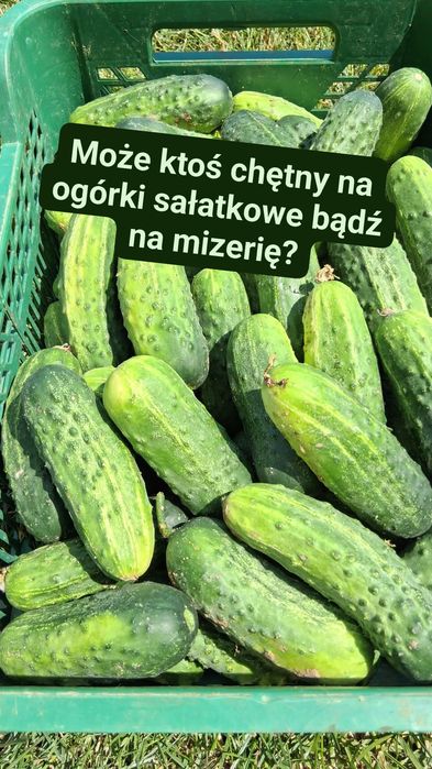 Naturalne ogórki gruntowe