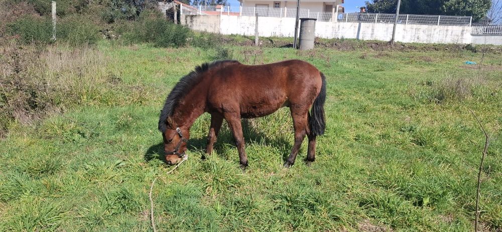 Poldrinho 3 anos Manso