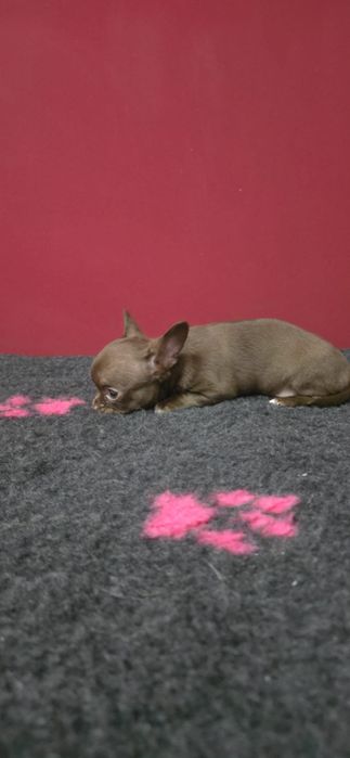 Chihuahua pelo curto