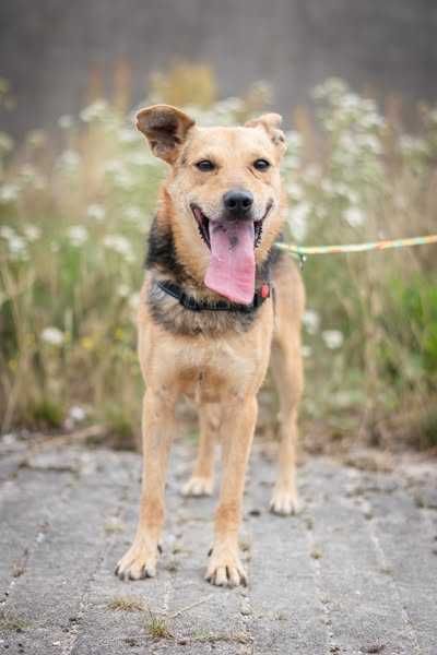 Przyjazny i nieduży Boluś szuka domku