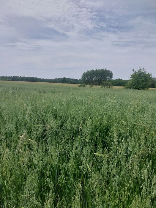 Sprzedam tegoroczny owies bingo