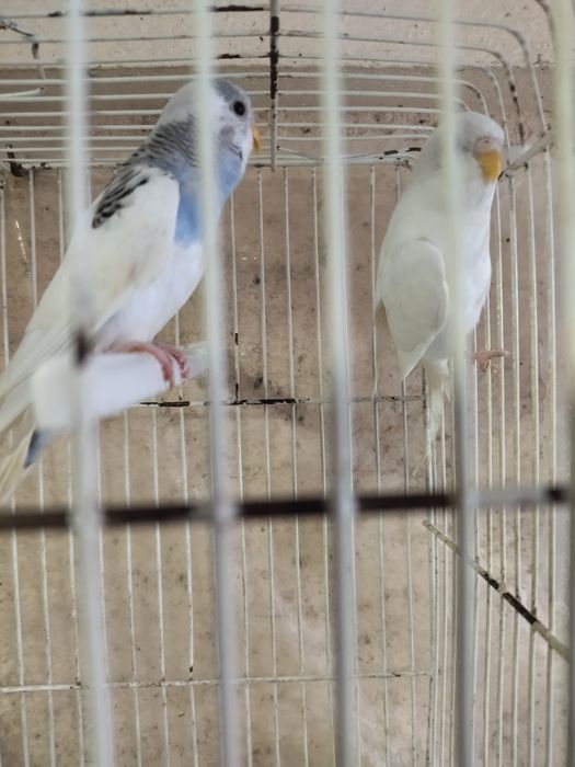 Casal de periquitos