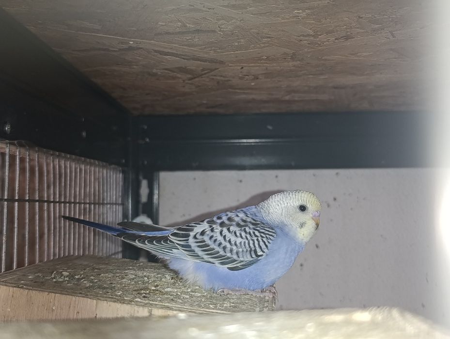 Periquitos várias cores