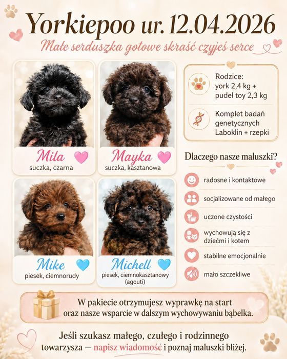 Yorkiepoo mini york pudel toy Chip Wyprawka