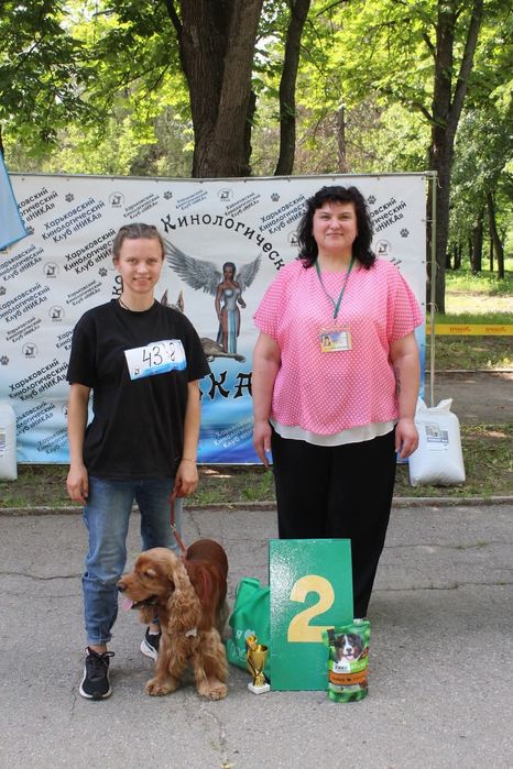 Англійський кокер спанієля