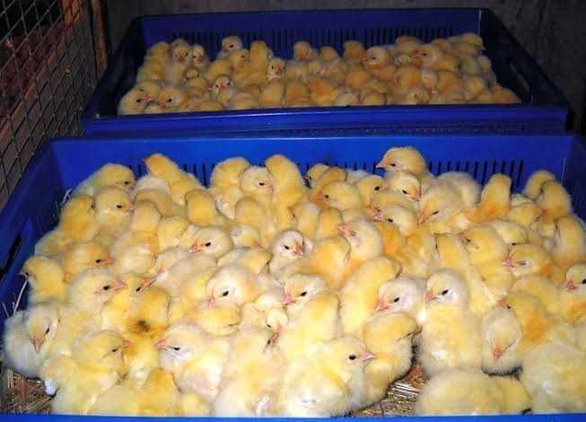 курча добове та підрощі