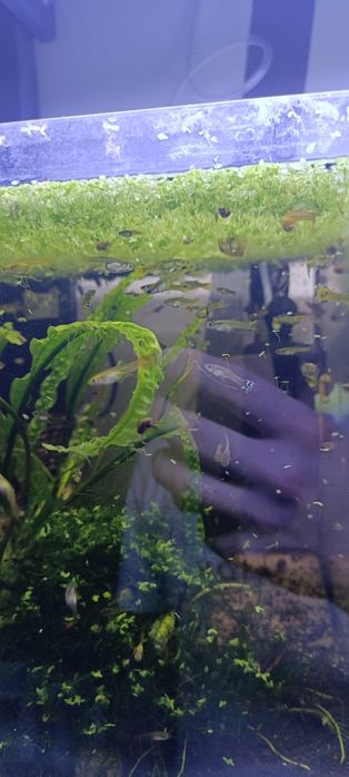 Gupiki Ryby akwariowe