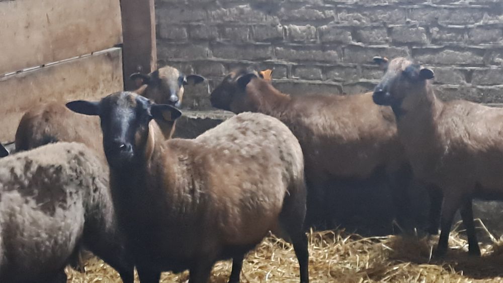 Owce Kameruńskie i Jagnięta