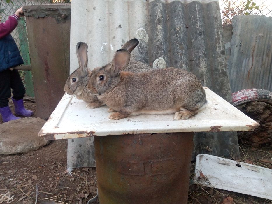 Продам кролі ,кролики