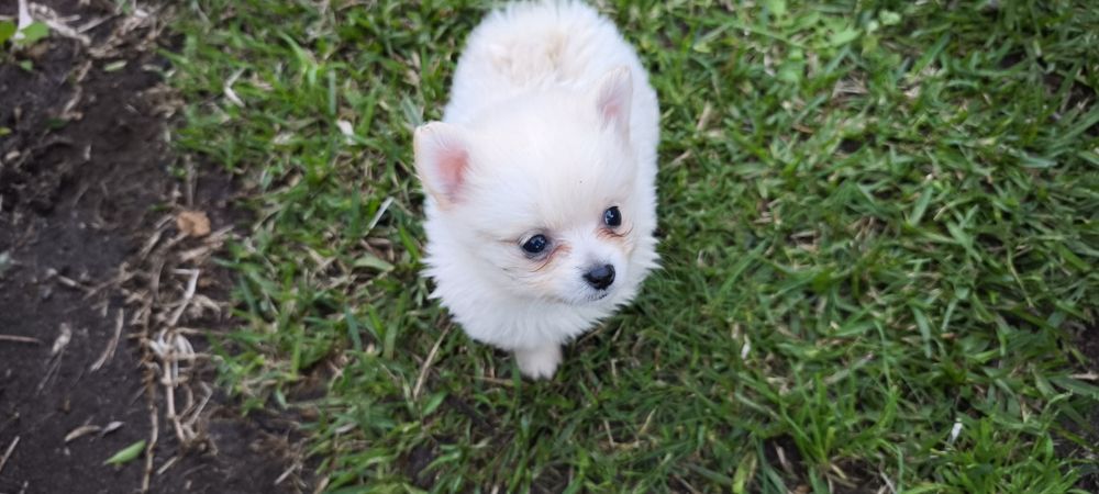 Spitz alemão anão fêmea  Lulu da Pomerânia