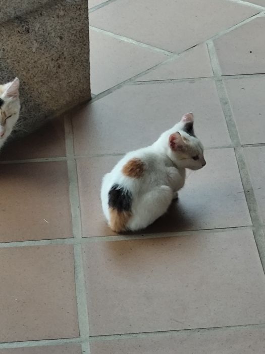 Gatinhos para adoção