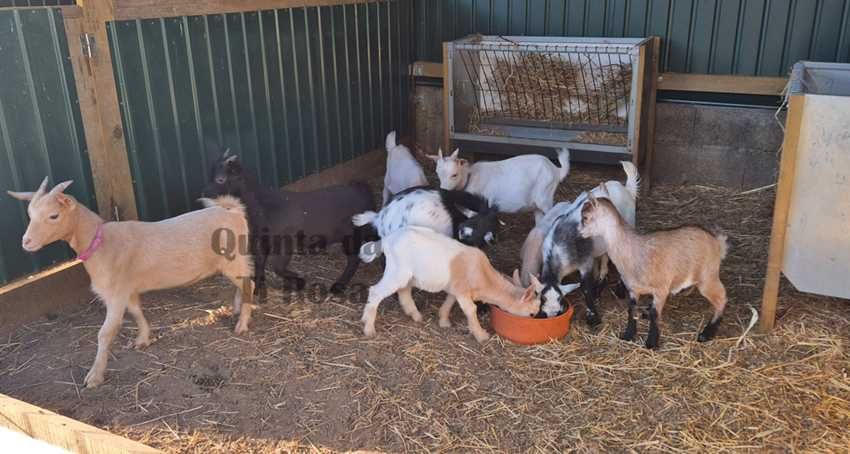 Cabras Anãs / Cabras Micro Anãs