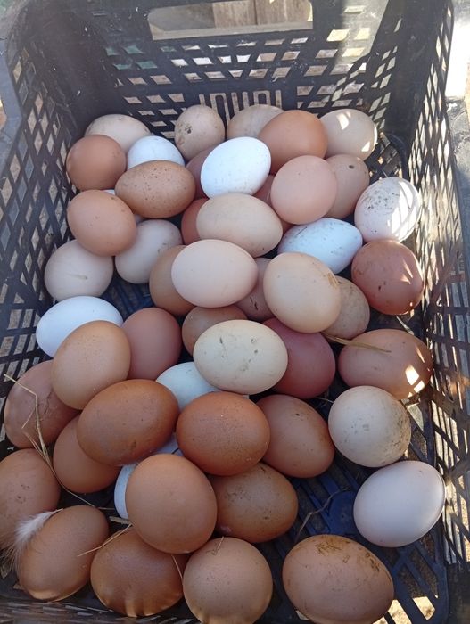 Vendo ovos caseiros