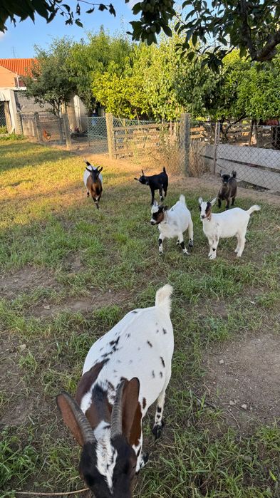 Cabras anãs machos