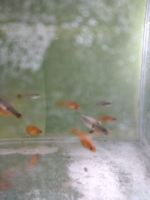 Młode rybki molinezje i gupiki
